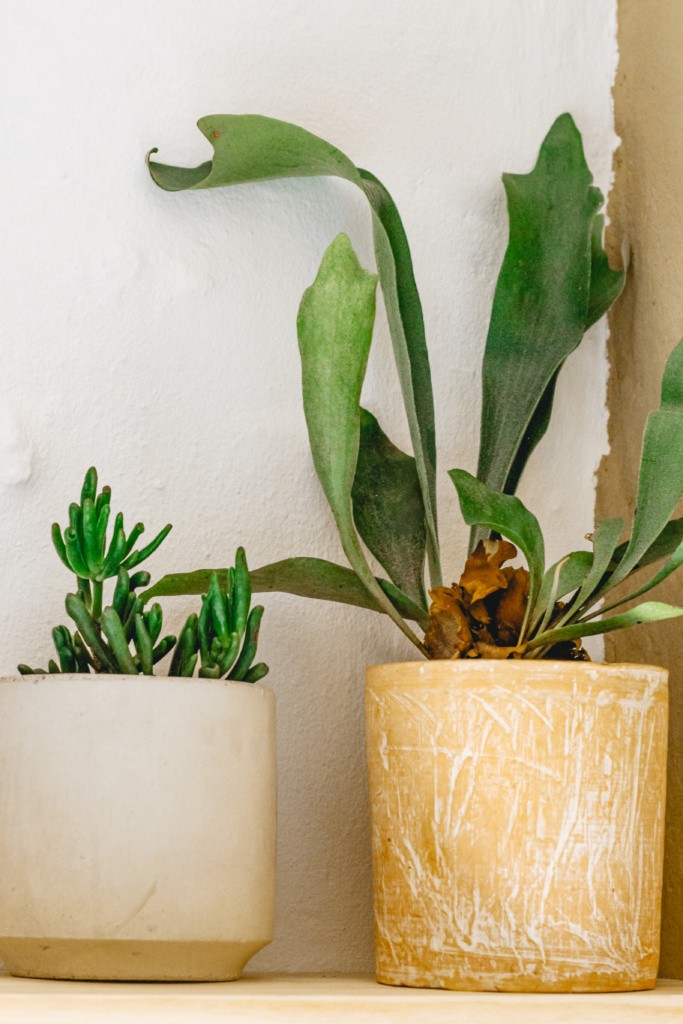 Indoor plant care