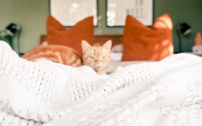 Shop Bedding Online for the entire family!